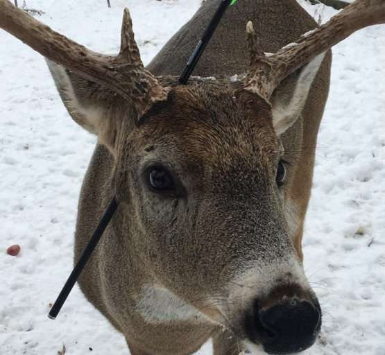 deer-with-arrow-in-his-head