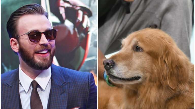 Chris Evans interrupted a Comic-Con panel so he could pet a Dog in the audience