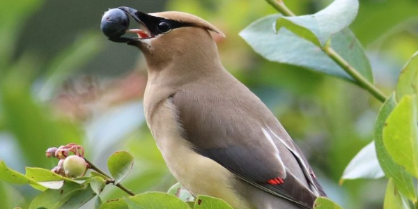 Birds Get Intoxicated By Eating Fermented Berries in Texas