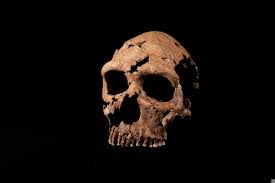 the skull of the neanderthal woman